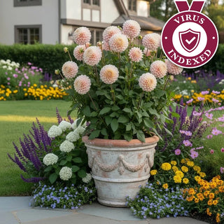 20th Ave Memory Dahlia