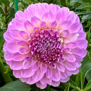 Megan Dean Dahlia