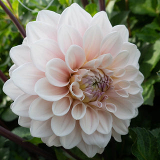 Sweet Nathalie Dahlia