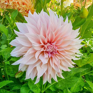 Cafe au Lait Dahlia
