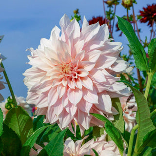 Cafe au Lait Dahlia