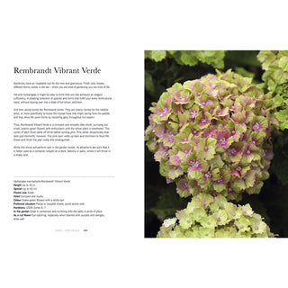 Hydrangeas: Beautiful Varieties for Home and Garden
