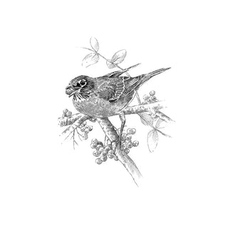 The Serviceberry: Abundance and Reciprocity in the Natural World