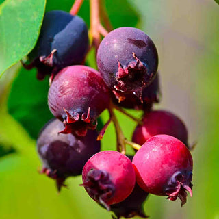 The Serviceberry: Abundance and Reciprocity in the Natural World