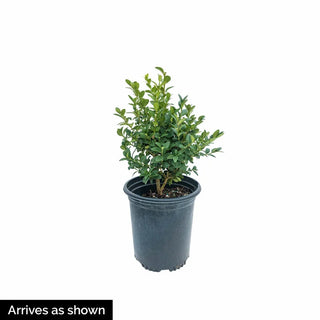 Graham Blandy Boxwood