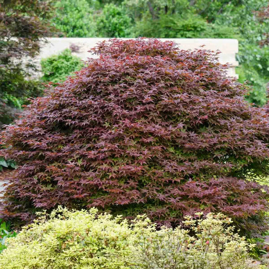 red japanese plants Rhode Island Red Japanese Maple - 3 Gallon | Acer palmatum 'Rhode Island Red' | Zone 5-9 | Full Sun