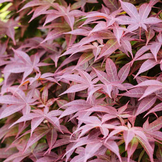 Rhode Island Red Japanese Maple