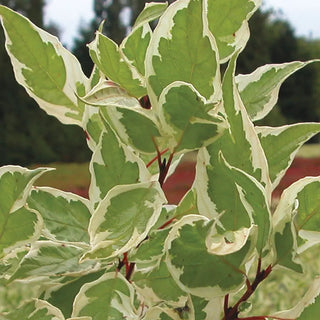 Ivory Halo Dogwood Cornus ‘Bailhalo’