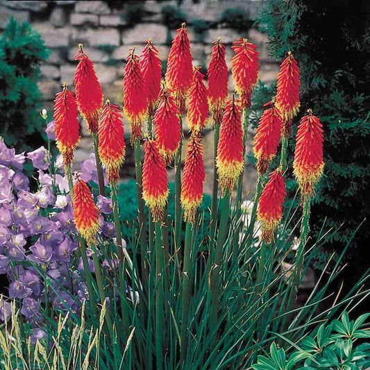 red hot poker plant fertilizer Red Hot Poker – Spring Hill Nurseries