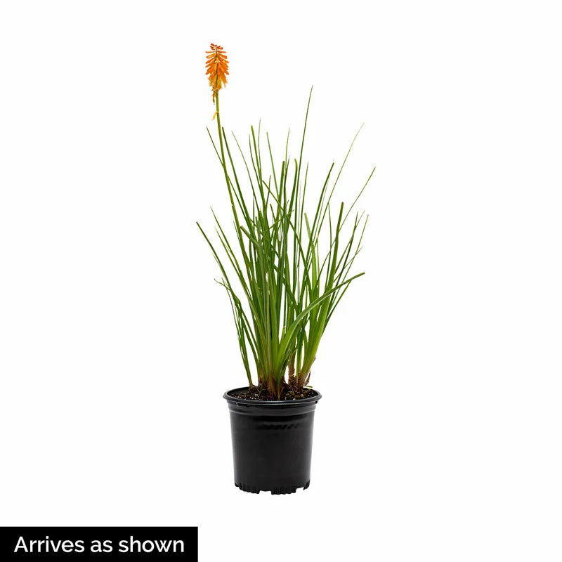red hot poker plant in pots Red Hot Poker – Spring Hill Nurseries
