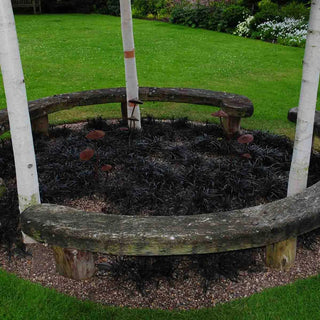 Edge of Night Mondo Grass