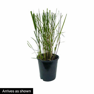 Edge of Night Mondo Grass