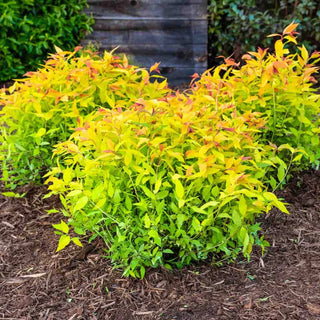 Goldmound Spirea