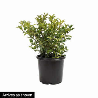 Autumn Jazz™ Viburnum Hedge