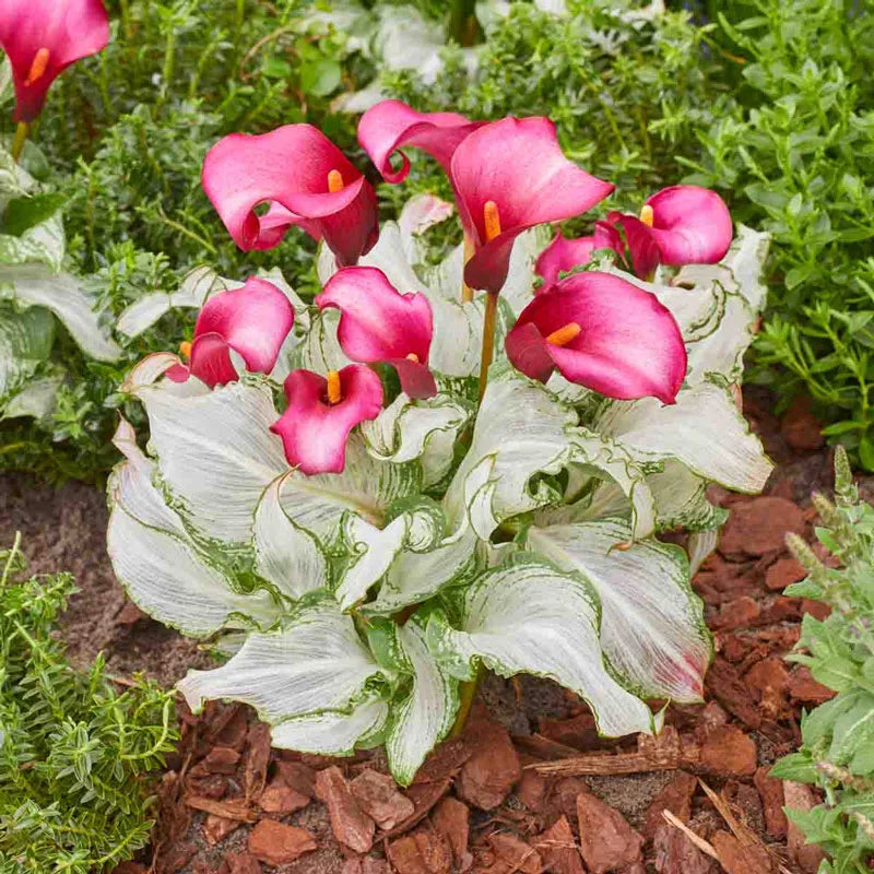 calla lily garden plant Frozen Queen Calla Lily