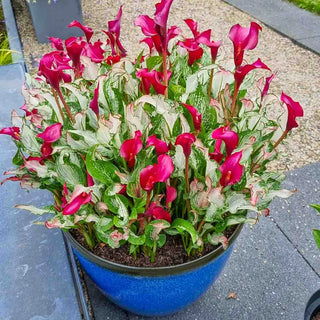 Frozen Queen Calla Lily