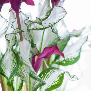 Frozen Queen Calla Lily