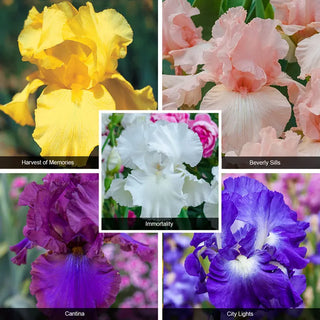 Reblooming Iris Collection