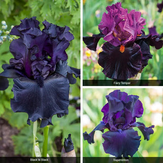 Bouquet Builders After Midnight Iris Collection