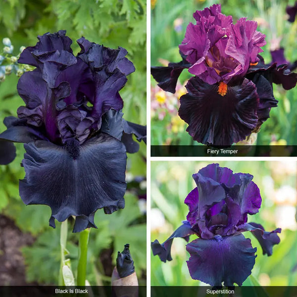 Bouquet Builders After Midnight Iris Collection | Spring Hill