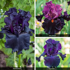 Bouquet Builders After Midnight Iris Collection | Spring Hill