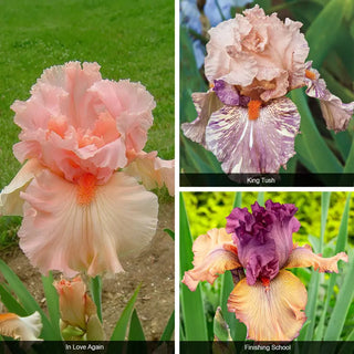 Bouquet Builders Romance Iris Collection
