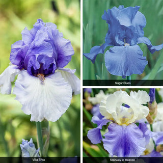 Bouquet Builders Singin' the Blues Collection