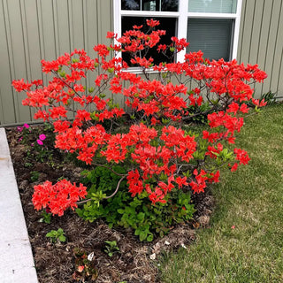 Fireflare Orange® Azalea