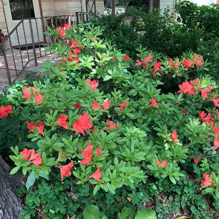 Fireflare Orange® Azalea