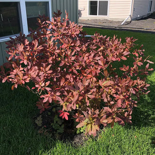 Fireflare Orange® Azalea