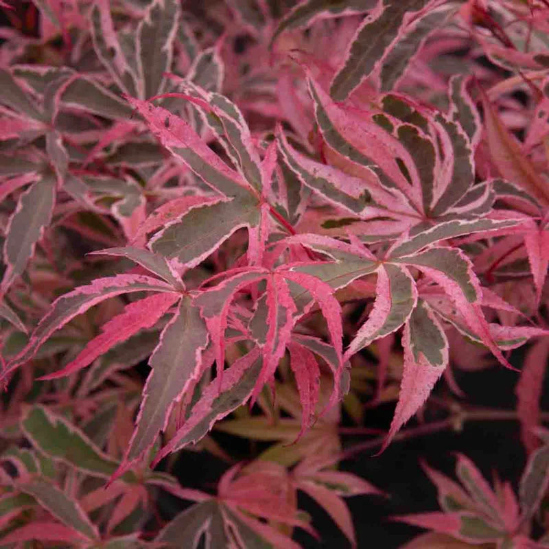 Geisha Gone Wild Japanese Maple – Spring Hill Nurseries