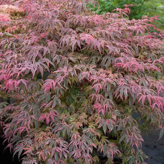 Geisha Gone Wild Japanese Maple