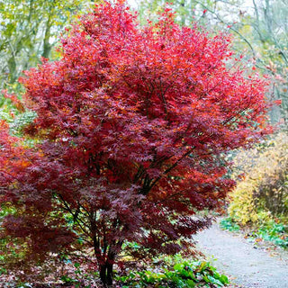 Skeeter’s Broom Japanese Maple