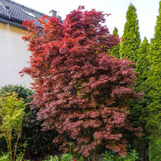 Skeeter’s Broom Japanese Maple