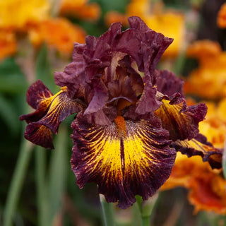 High Octane Bearded Iris
