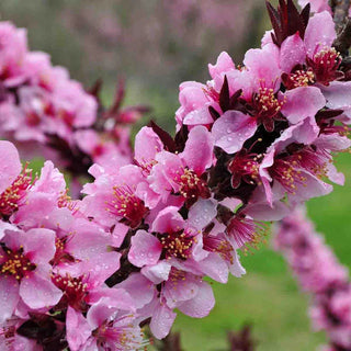 Bonfire Patio Peach Tree
