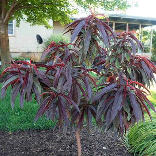 Bonfire Patio Peach Tree