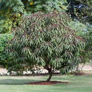 Bonfire Patio Peach Tree