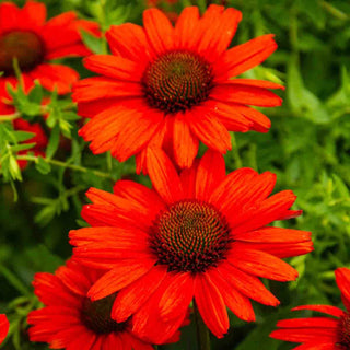 KISMET® Intense Orange Coneflower