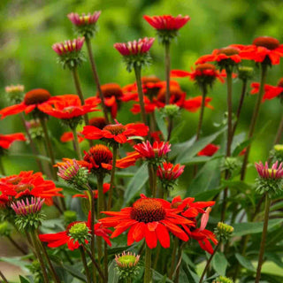 KISMET® Intense Orange Coneflower