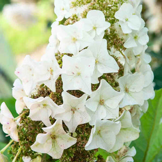 Munchkin Oakleaf Hydrangea