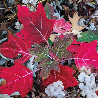 Munchkin Oakleaf Hydrangea