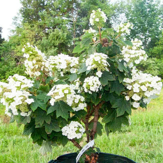 Munchkin Oakleaf Hydrangea
