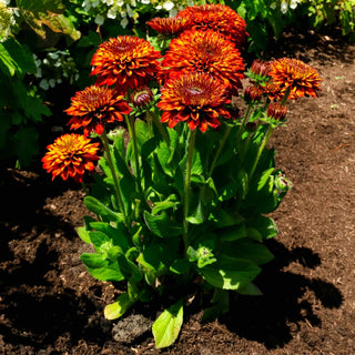Solar Sisters Rudbeckia