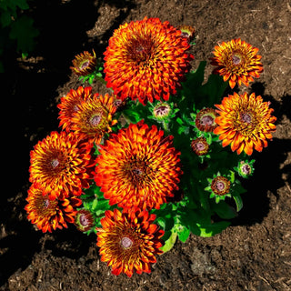 Solar Sisters Rudbeckia