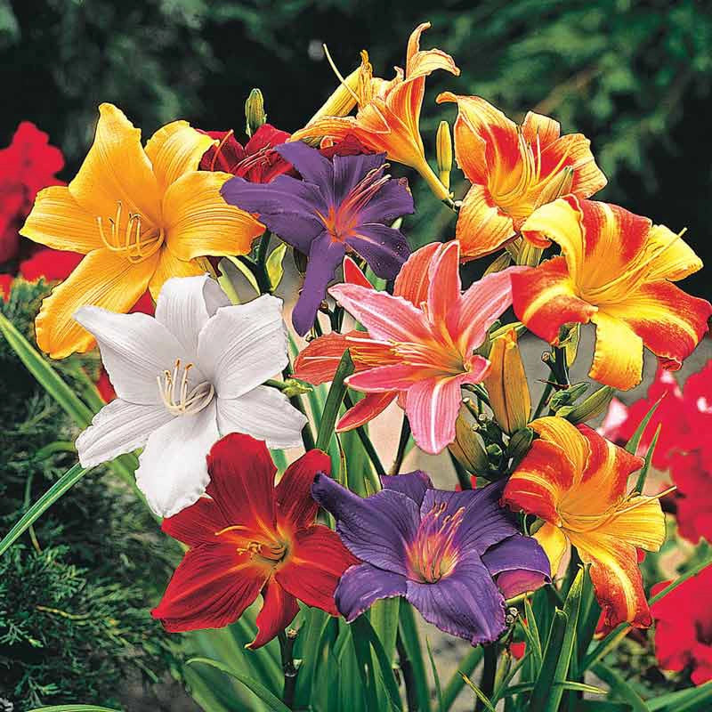 day lilies flower Dwarf Daylily Mix