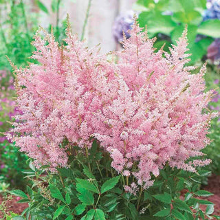 Europa Astilbe