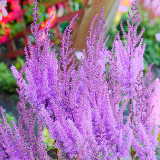 Purple Lance Astilbe