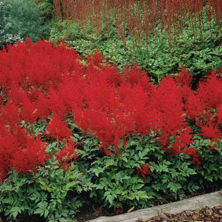 Spinell Astilbe