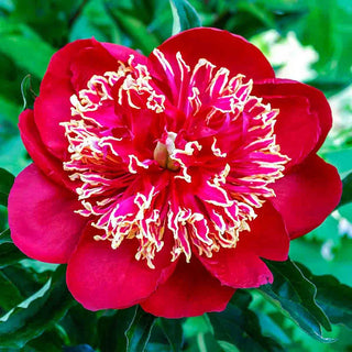 Charles Burgess Peony